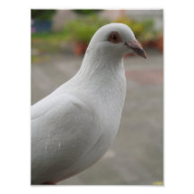 Ampliación blanca de la foto de las palomas