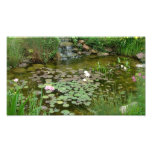 Ampliación de la foto de la charca de Koi