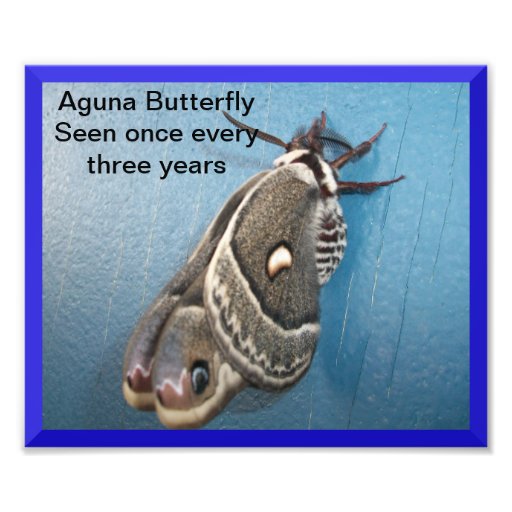 Ampliación de la foto de la mariposa de Aguna