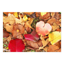 Ampliación de la foto de las hojas de otoño