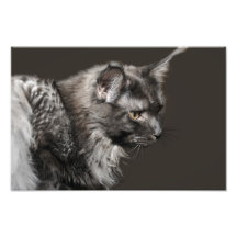 Ampliación de la foto del Coon de Maine