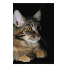 Ampliación de la foto del Coon de Maine