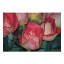 Ampliación de la foto del primer de los rosas rojo