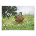 Ampliación femenina de la foto del pato del pato s