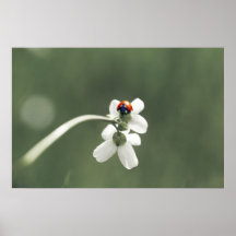 Amuleto macro poster