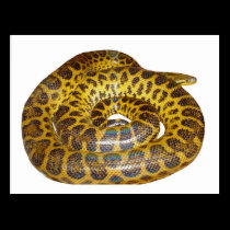 Anaconda amarillo tarjetas postales
