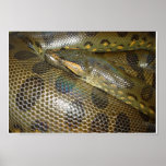 Anaconda verde posters