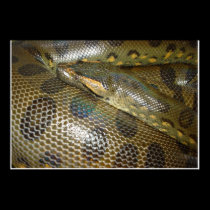 Anaconda verde posters