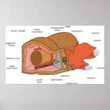 Anatomía del Polychaete Nephtys un gusano anélido Poster