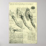 Anatomía Leonardo da Vinci de los músculos del bra Posters