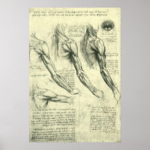 Anatomía Leonardo da Vinci de los músculos del bra Posters
