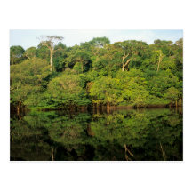 Anavilhanas, Amazonas, el Brasil. Río de la selva  Postal