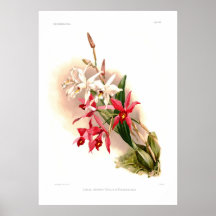 Anceps Stella del Laelia y barkeriana Posters