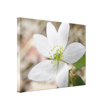 Anémona de ruda - thalictroides del Thalictrum Impresión En Lona Estirada