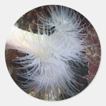 Anémona plumosa (farcimen de Metridium) Etiquetas
