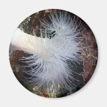 Anémona plumosa (farcimen de Metridium) Iman De Frigorífico