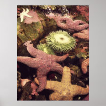 ANÉMONAS de MAR y ESTRELLAS DE MAR Posters