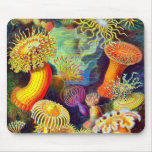 Anémonas del mar de Ernst Haeckel Tapetes De Raton