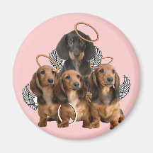 Ángeles del Dachshund Iman