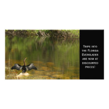 Anhinga en los marismas Photocard Tarjetas Con Fotos Personalizadas