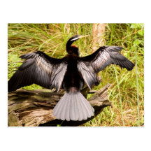 Anhinga Postal