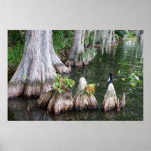 Anhinga Impresiones