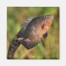 Anhinga y pescados iman