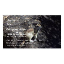 Animal de la ardilla plantilla de tarjeta personal