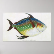 Animal de la vida marina del vintage, pescado trop poster