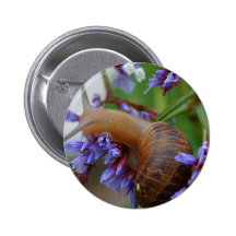 Animal del caracol pins