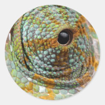 Animal elegante de la MOD del ojo del camaleón Pegatinas