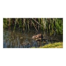 Animal en el agua tarjeta con foto personalizada