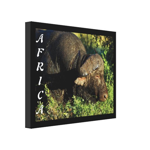 Animales africanos del safari del búfalo impresion en lona