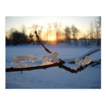 Animales del hielo natural en invierno tarjeta postal