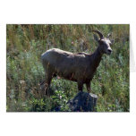 Animales salvajes 46 tarjeta