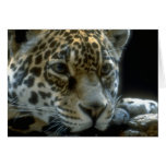 Animales salvajes 82 felicitaciones