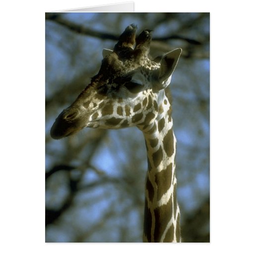 Animales salvajes 87 tarjetas