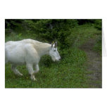 Animales salvajes 91 felicitaciones