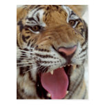 Año de la postal del tigre