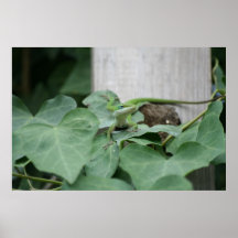 Anole verde impresiones