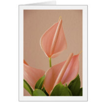 Anthurium rosado felicitación