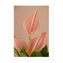Anthurium rosado tarjetas postales