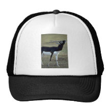 Antílope de Blackbrush Gorra