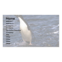 ¿Anuncio? pingüino de la mentira que emerge del ma Plantilla De Tarjeta De Negocio