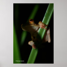 Anura_2 Posters