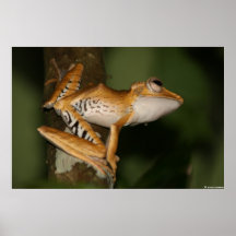 Anura_3 Posters