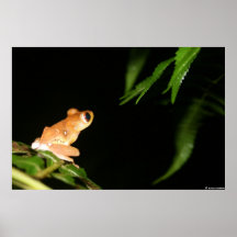 Anura_6 Posters