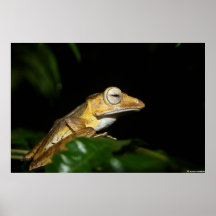 Anura Poster