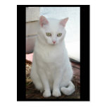 Apenas Missy Tarjetas Postales