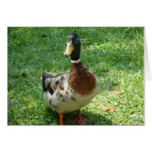apenas notecard ducky tarjetas